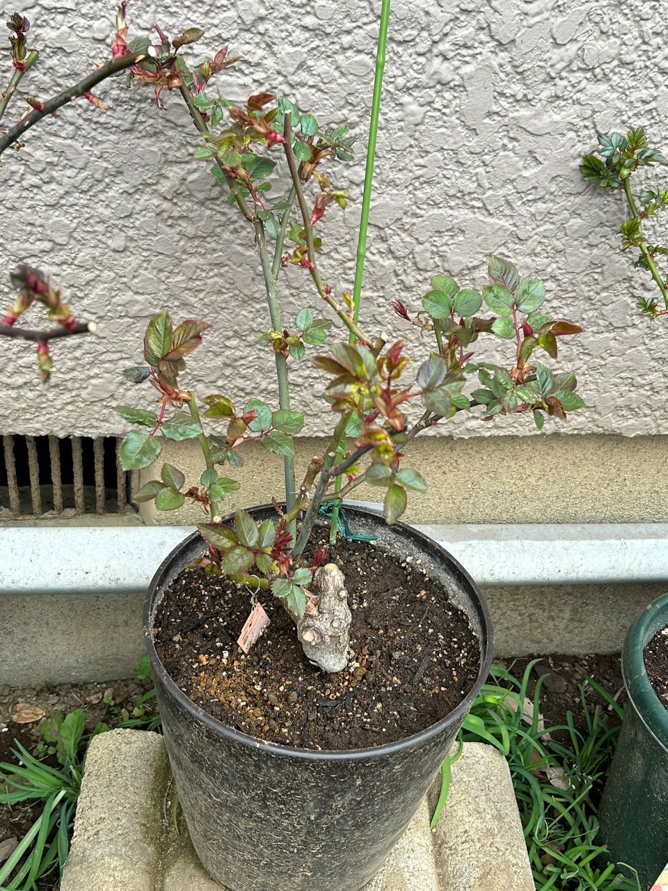 マイガーデン開花苗の26週後