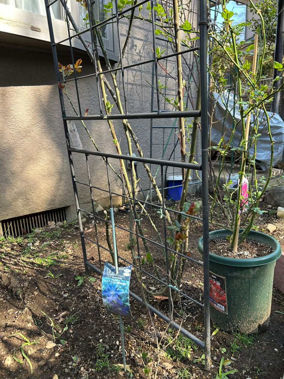 ミステリー・トレインの地植え3月