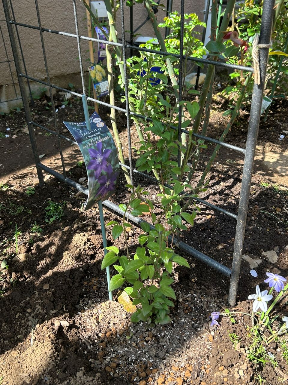 ミステリー・トレインの地植え4月