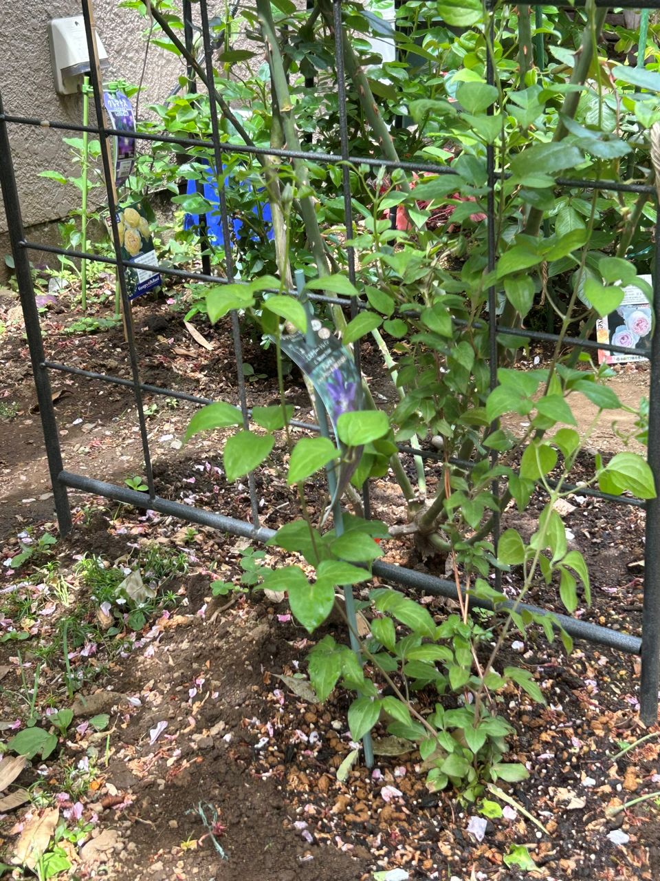 ミステリー・トレインの地植え4月後半