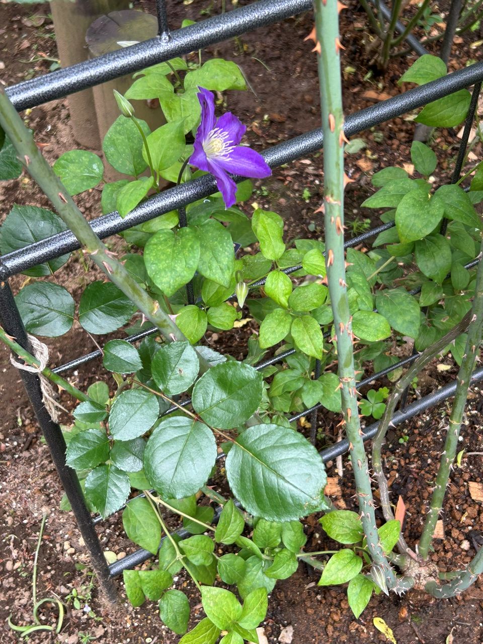 ミステリー・トレインの地植え5月