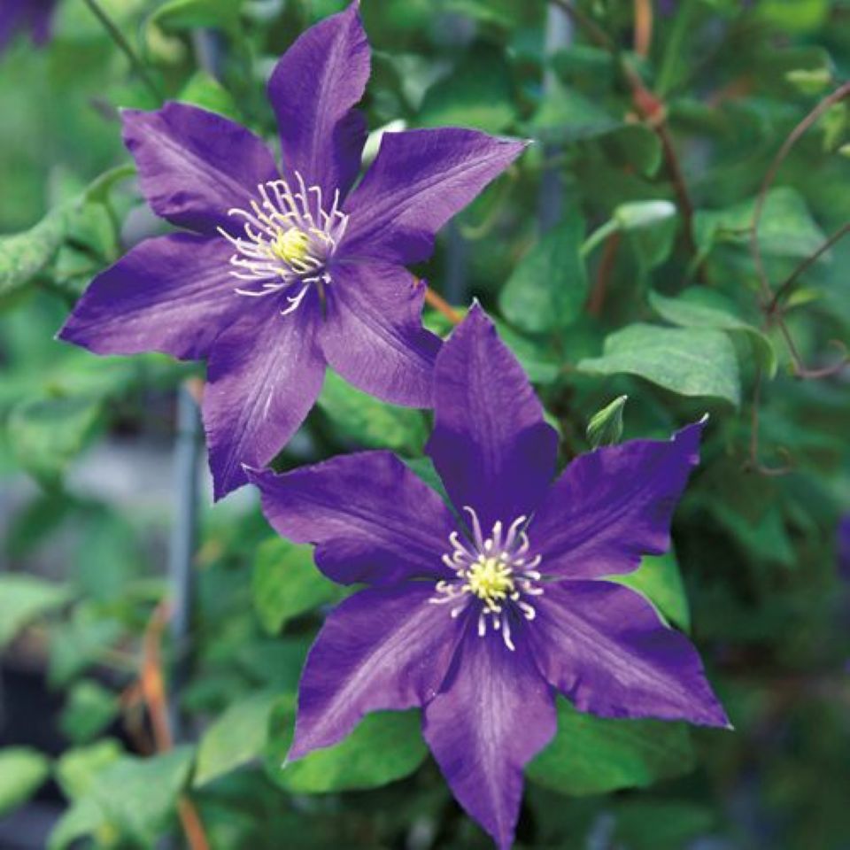 ミステリー・トレイン