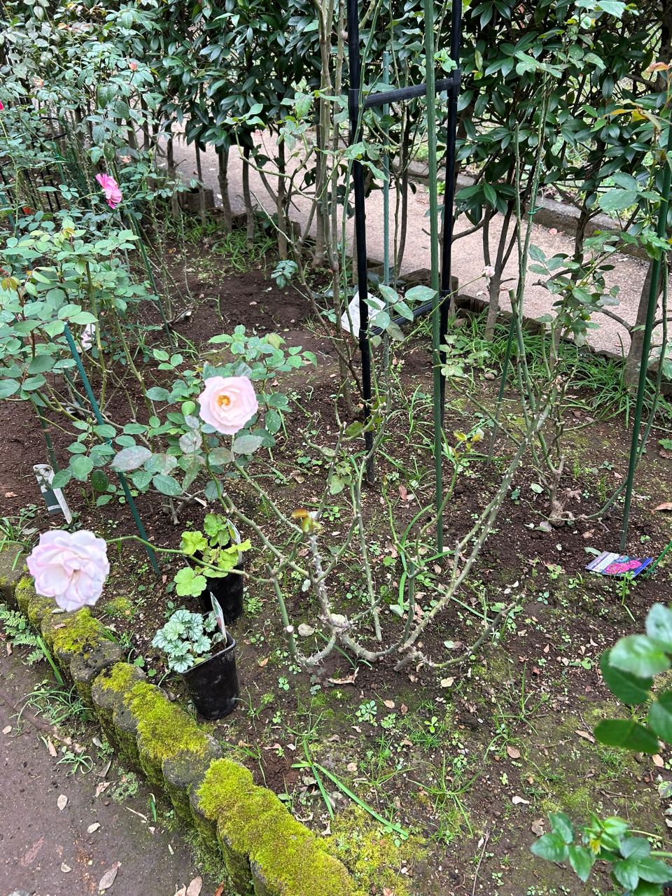 ニコール開花苗の89週後