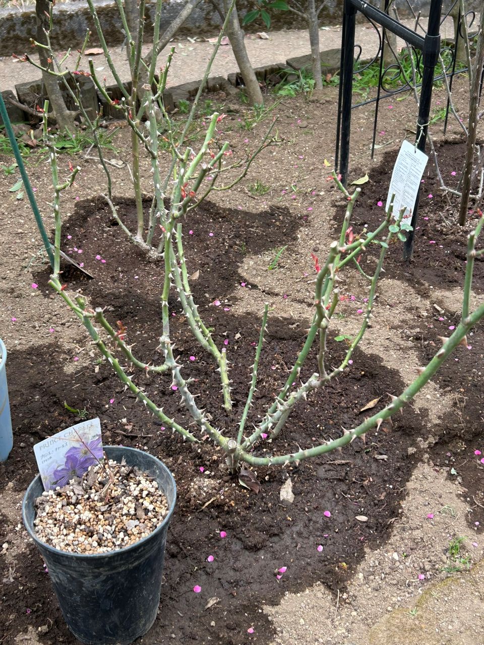 ニコール開花苗の104週後