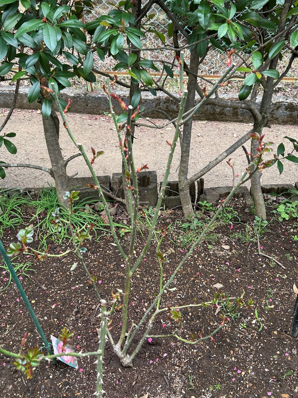 ノスタルジー開花苗の89週後