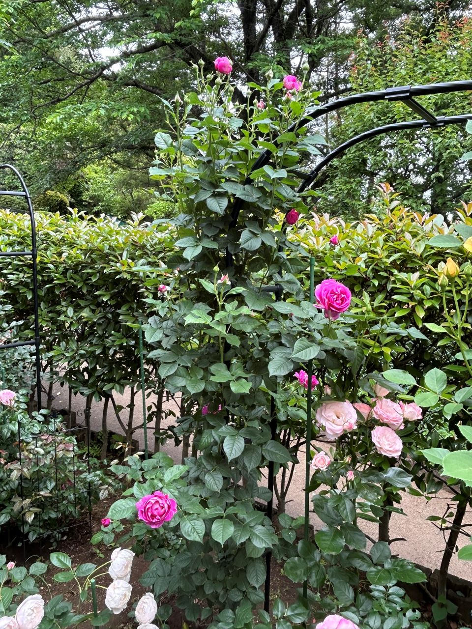 オドゥールダムール新苗の47週後