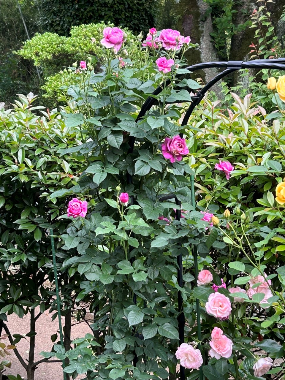 オドゥールダムール新苗の48週後