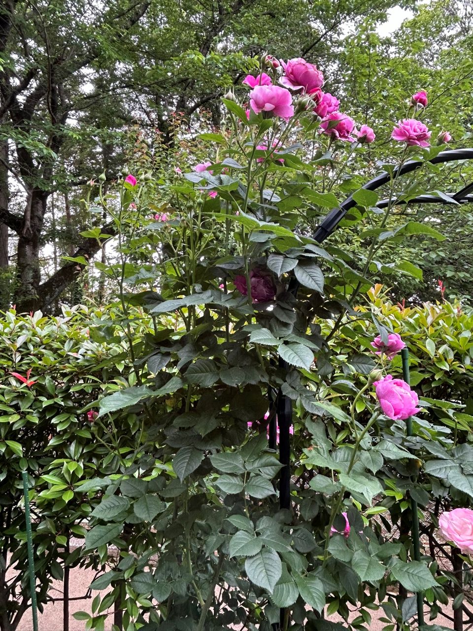 オドゥールダムール新苗の49週後