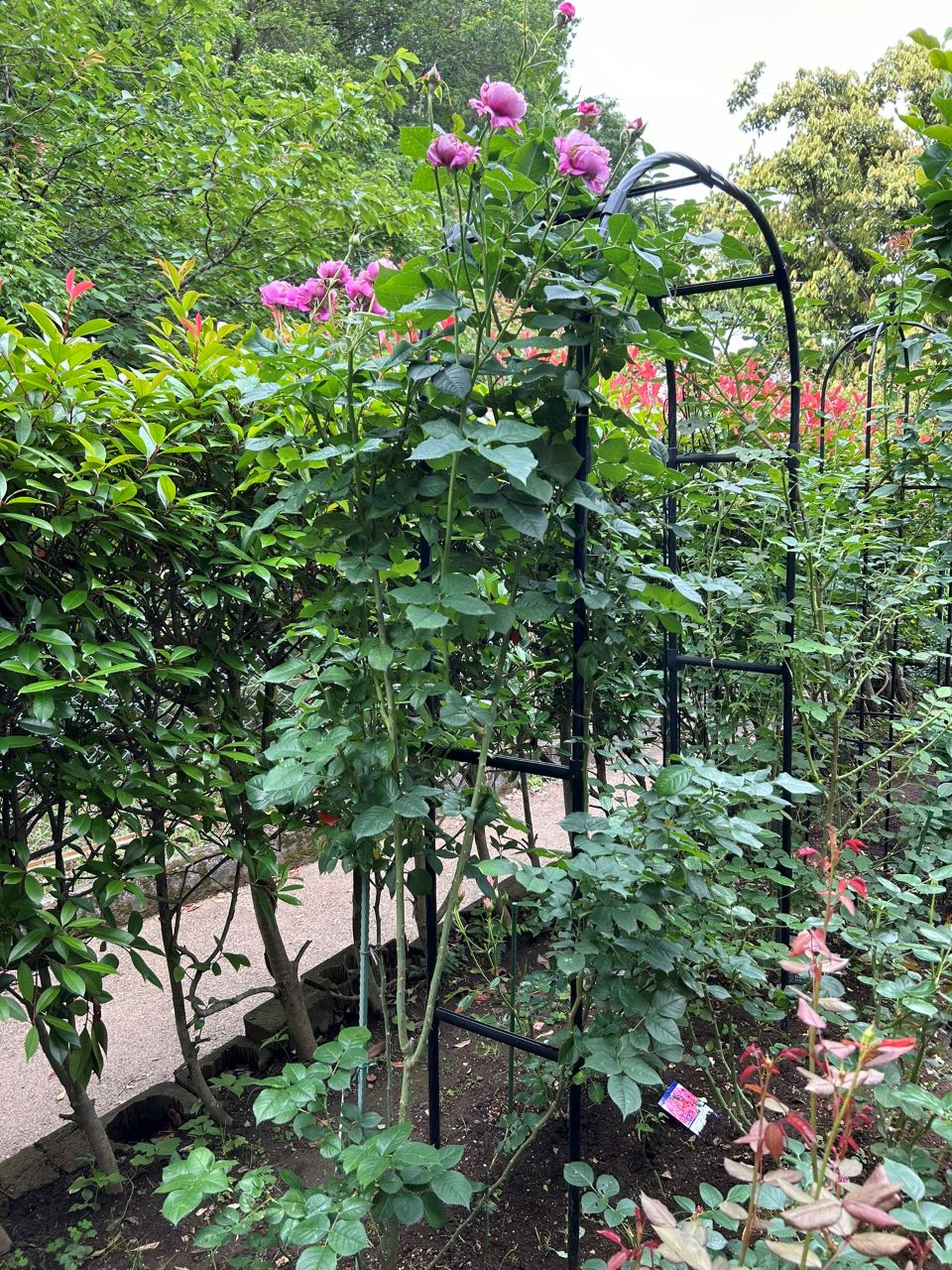 オドゥールダムール新苗の50週後