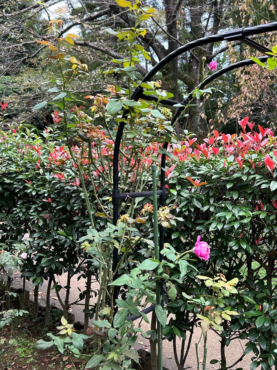 オドゥールダムール新苗の67週後