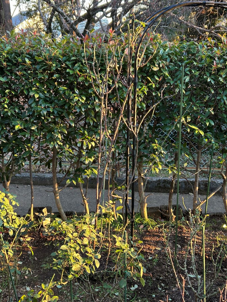 オドゥールダムール新苗の79週後