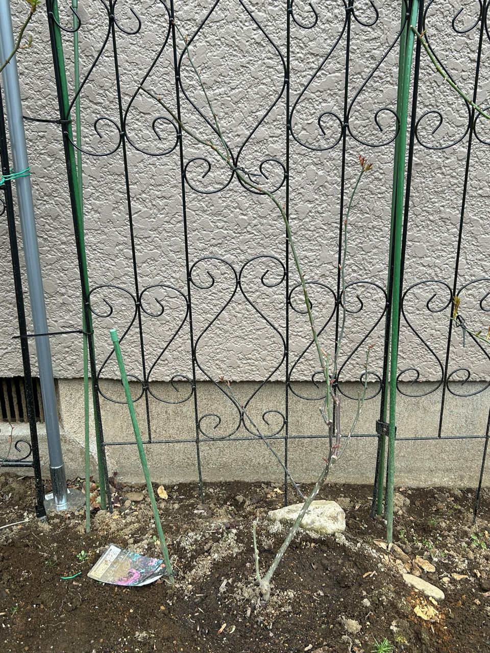 オデュッセイア大苗54週後