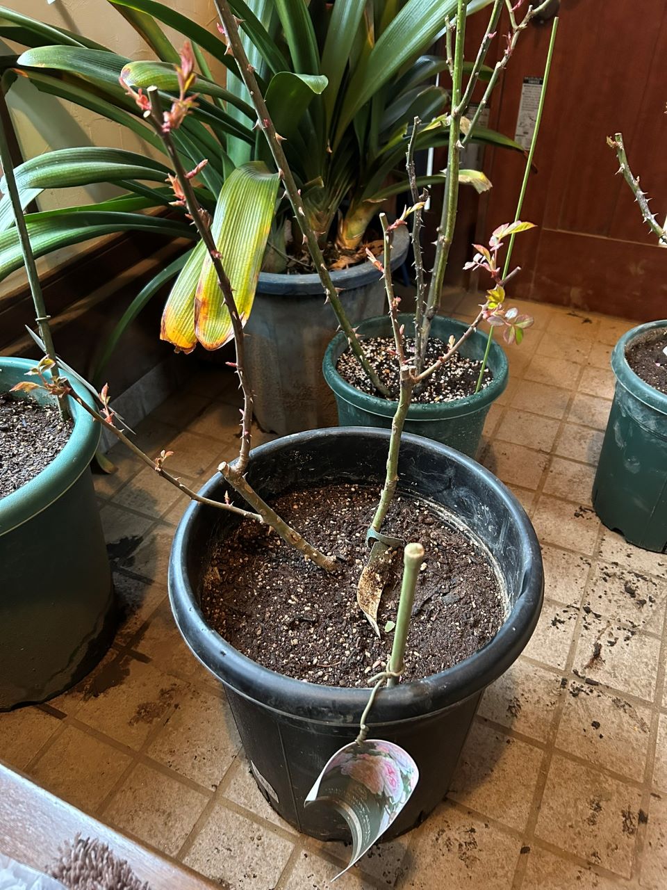 オリビア・ローズ・オ―スチン大苗59週後