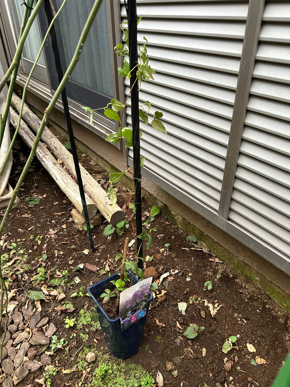 プリンス・チャールズ冬苗の購入