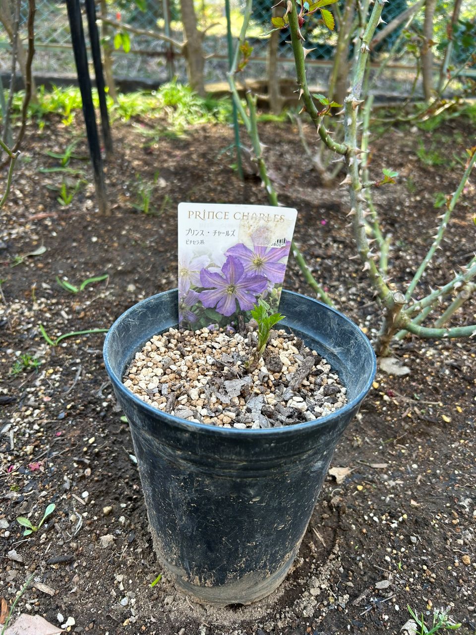 プリンス・チャールズ冬苗の3月下旬