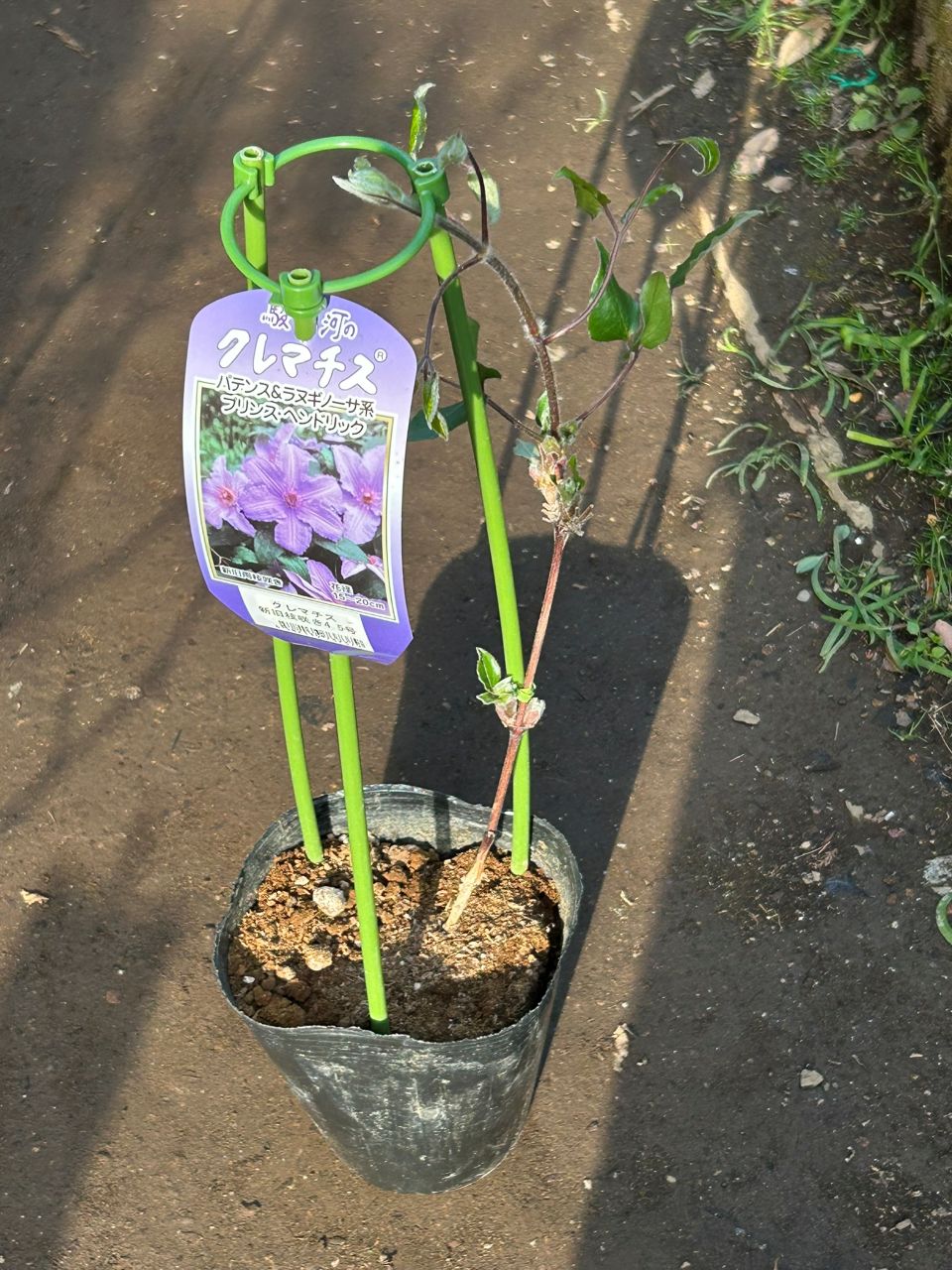 プリンス・ヘンドリック春苗の購入