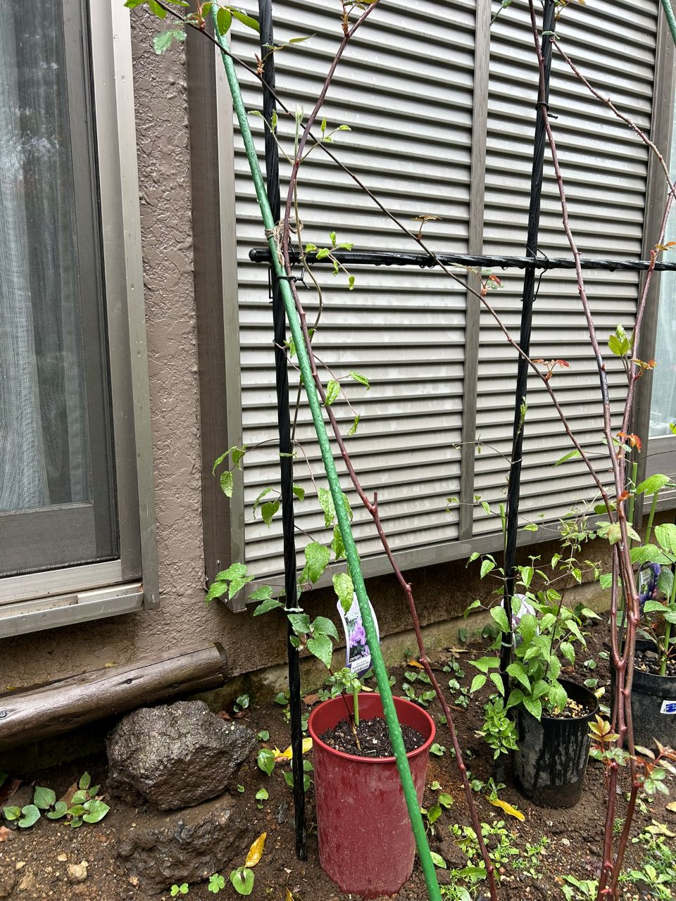 プリンス・ヘンドリック春苗の3月下旬