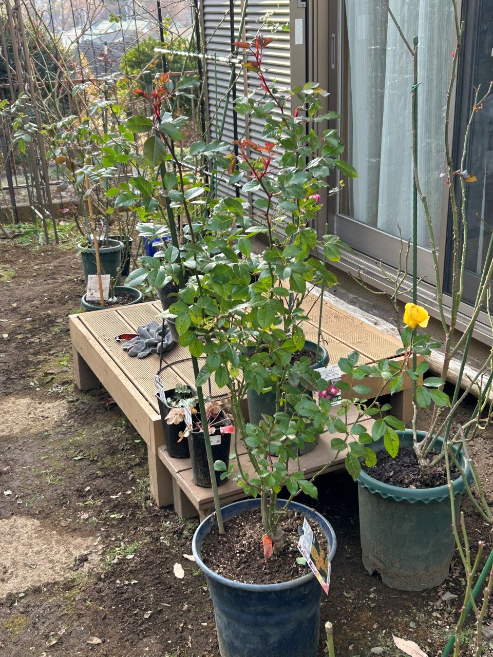 レヨンドゥソレイユ開花苗36週後