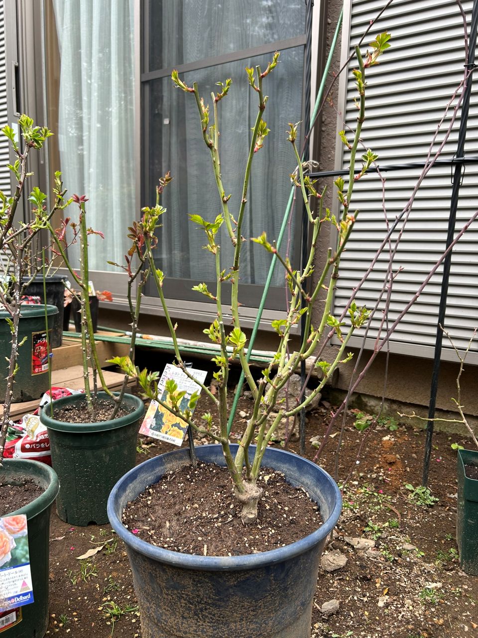 レヨンドゥソレイユ開花苗46週後