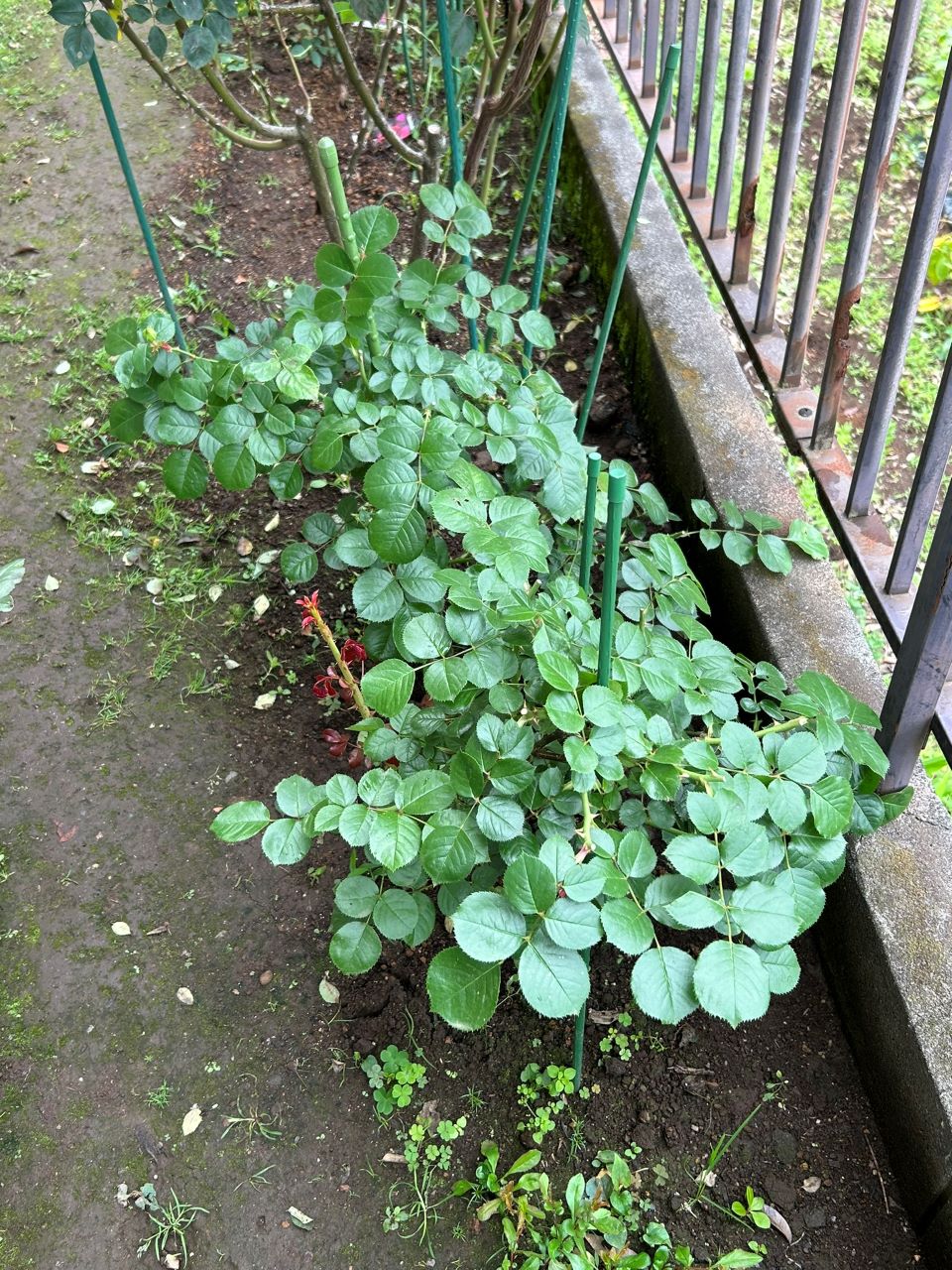 レッドレオナルドダビンチ新苗49週後