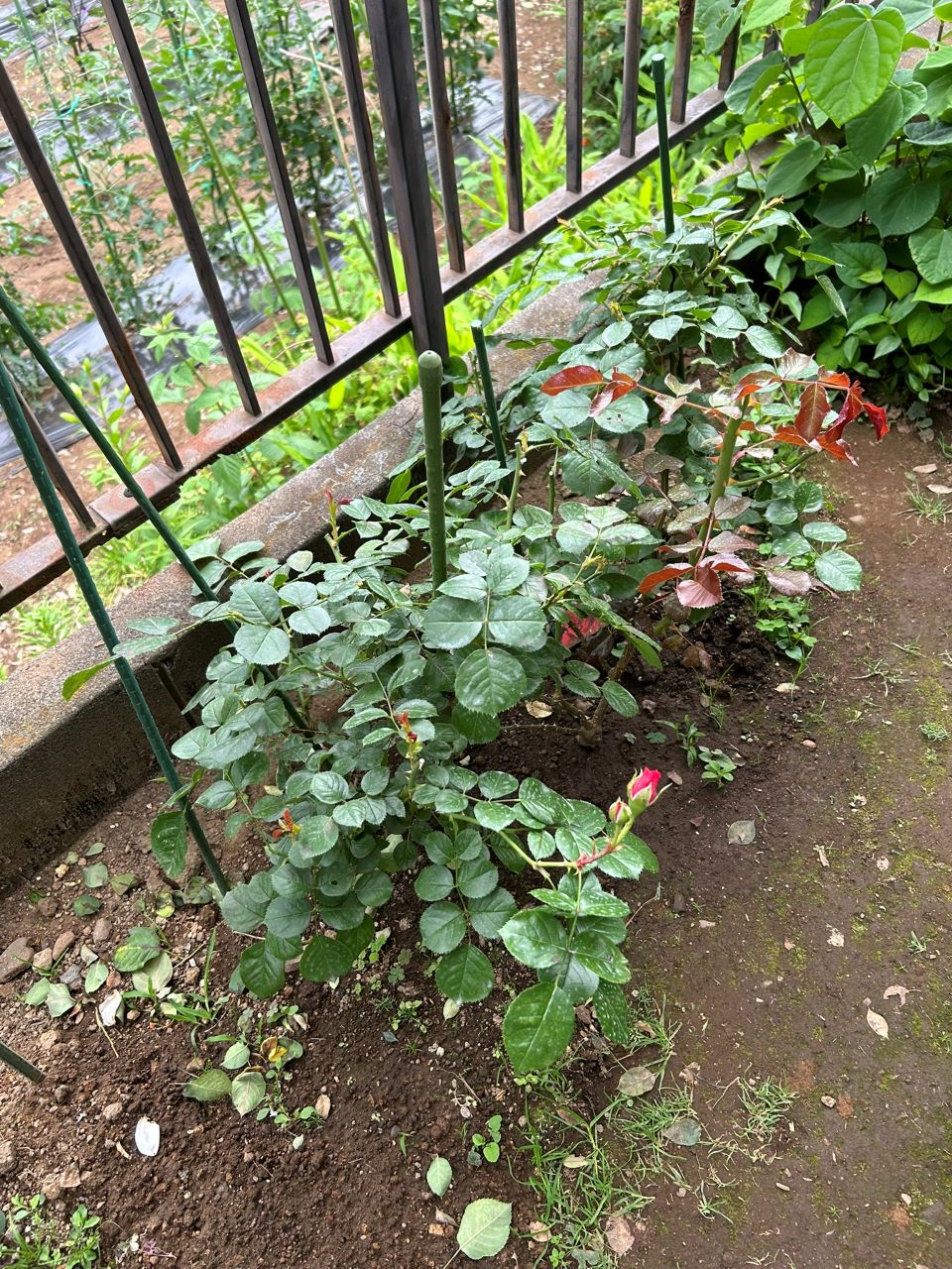 レッドレオナルドダビンチ新苗50週後