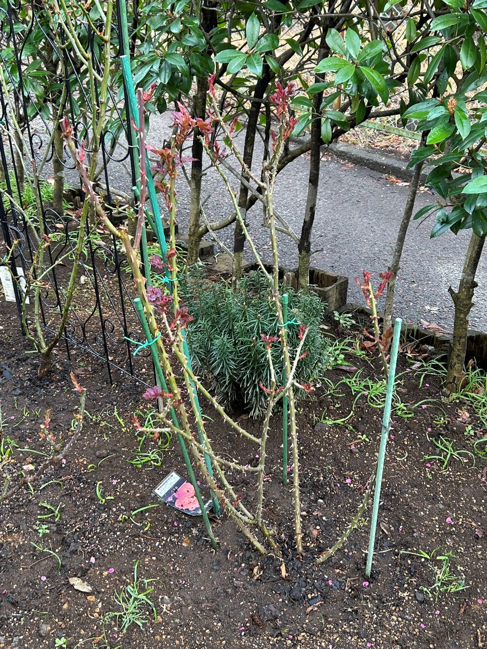 ロビン開花苗購入から90週後