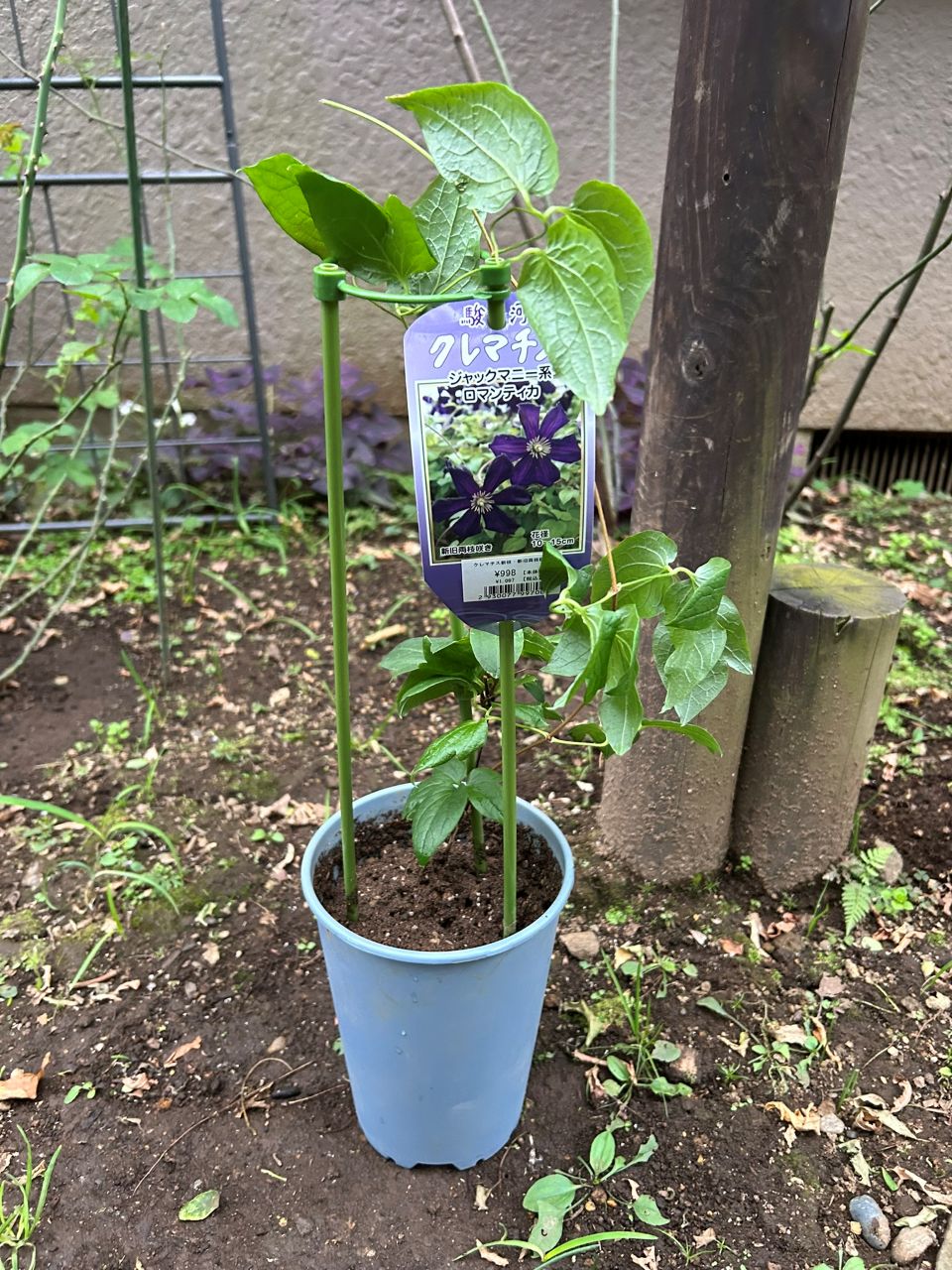 ロマンティカ冬苗の購入