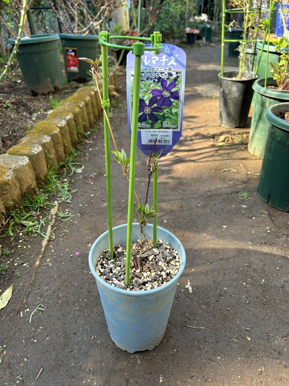 ロマンティカ冬苗の３月