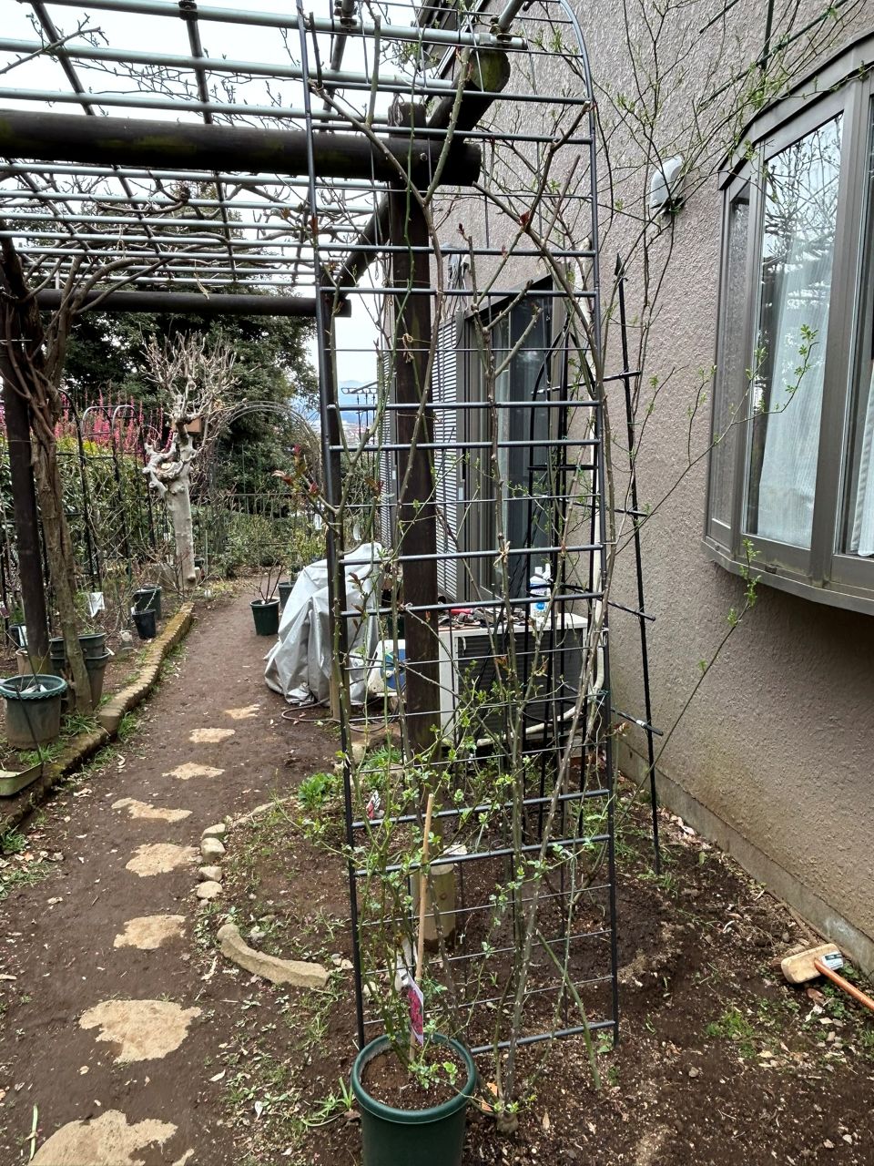 ルージュ・ピエール・ドゥ・ロンサール100週後