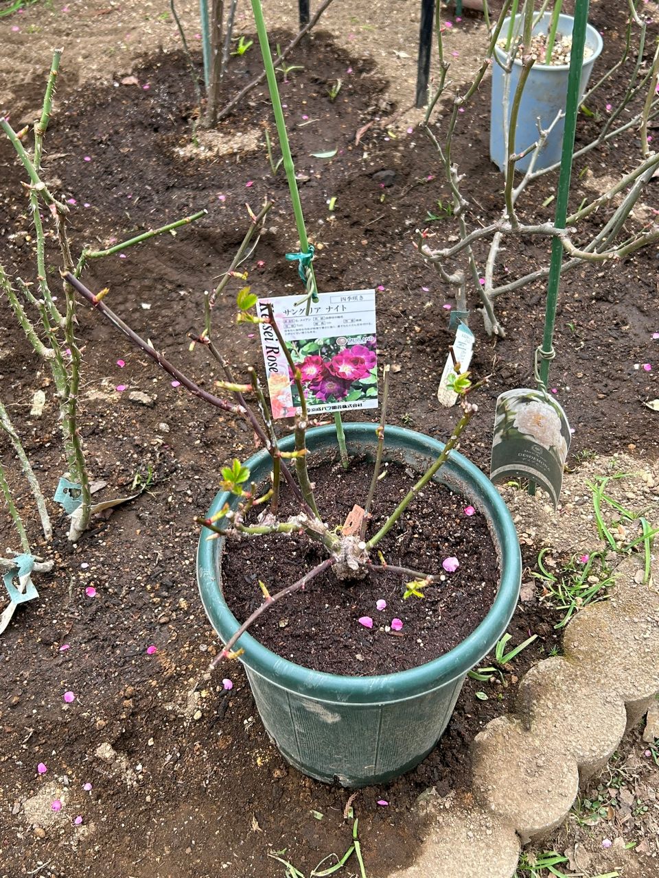 サングリアナイト大苗の44週後