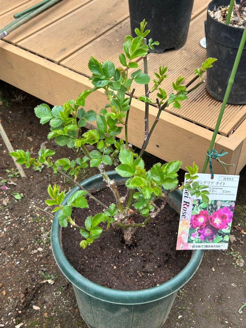 サングリアナイト大苗の46週後