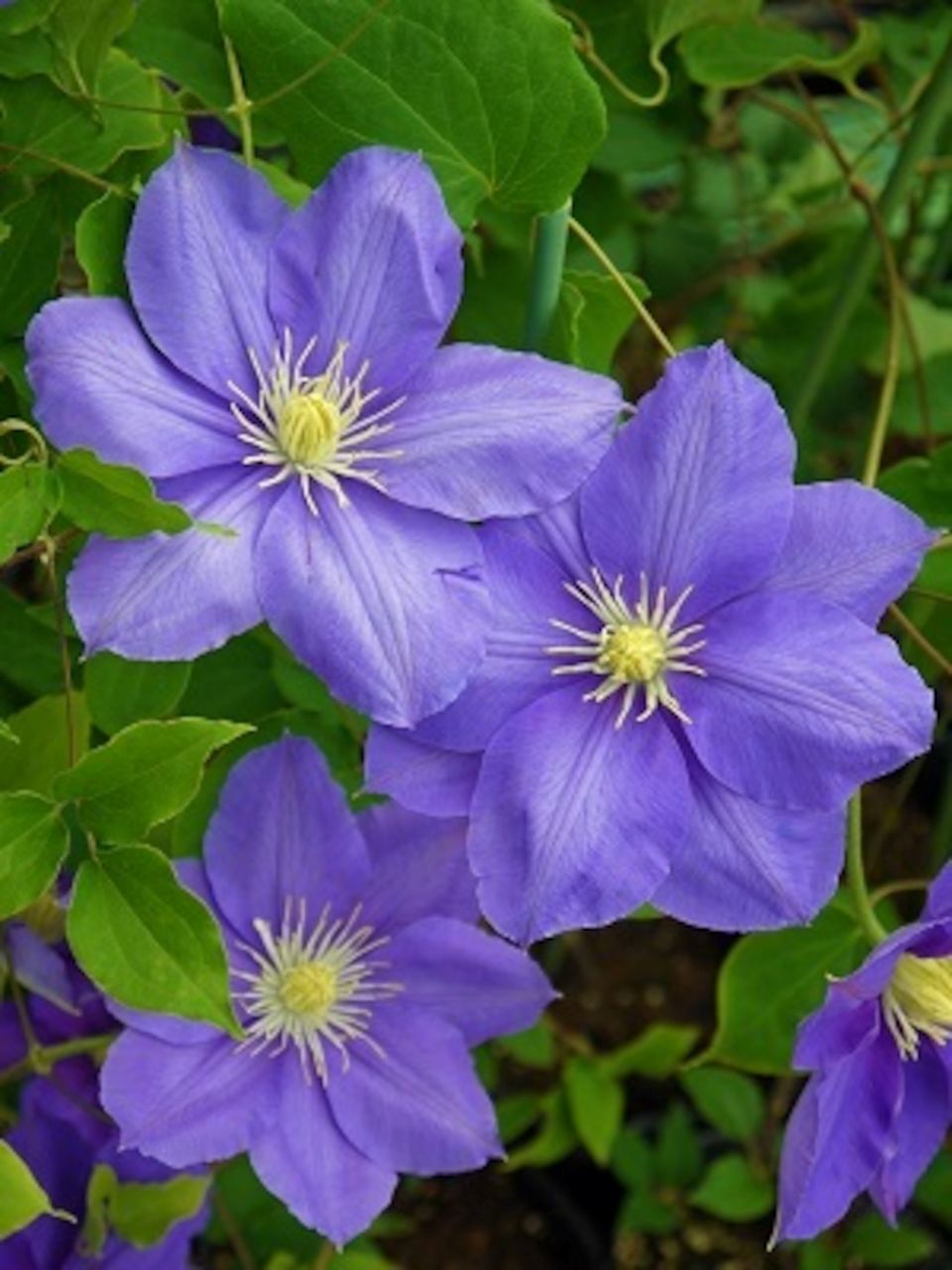 祥雲 (クレマチス)