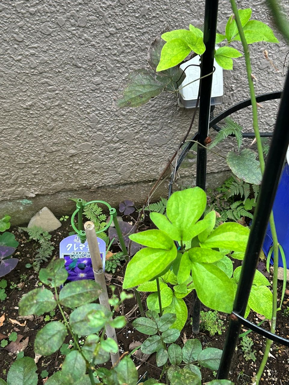 祥雲の春苗の地植え半年後