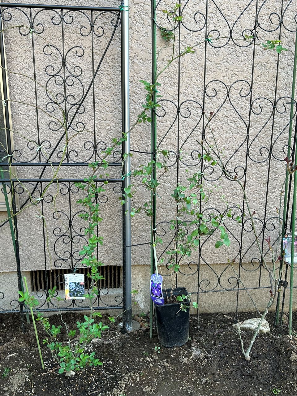 祥雲の春苗の2年目フェンス仕立て