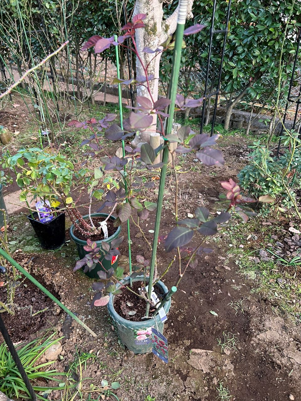 ソムリエール開花苗の28週後