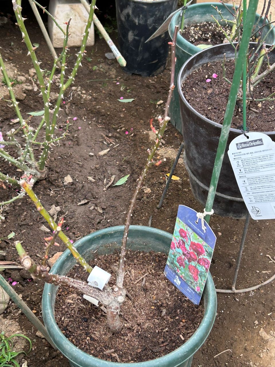 ソムリエール開花苗の38週後