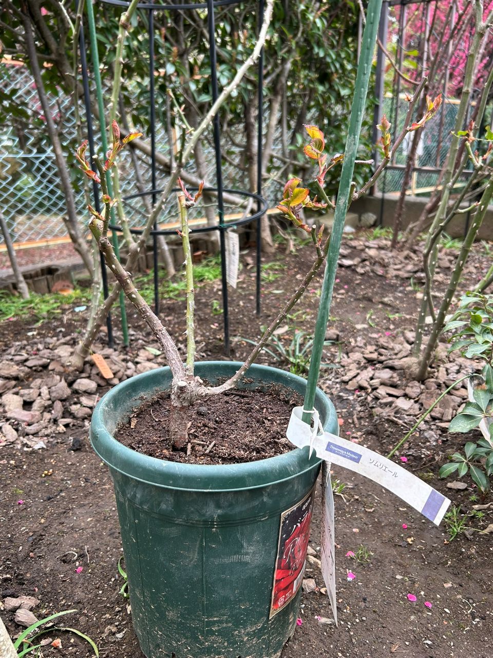 ソムリエール開花苗の40週後