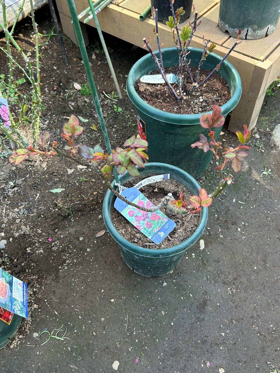 ソムリエール開花苗の41週後