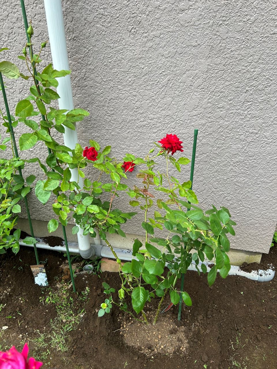 アンクル・ウォルター半長尺26週後