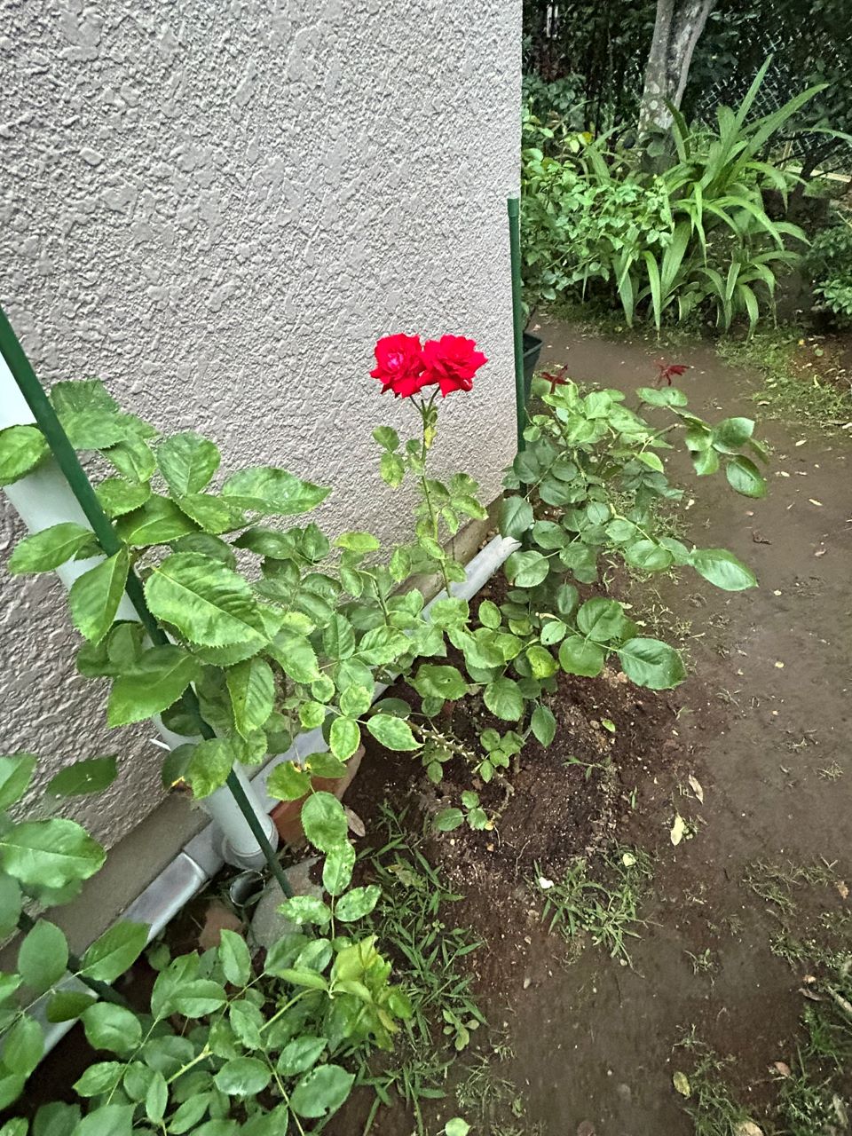 アンクル・ウォルター半長尺28週後