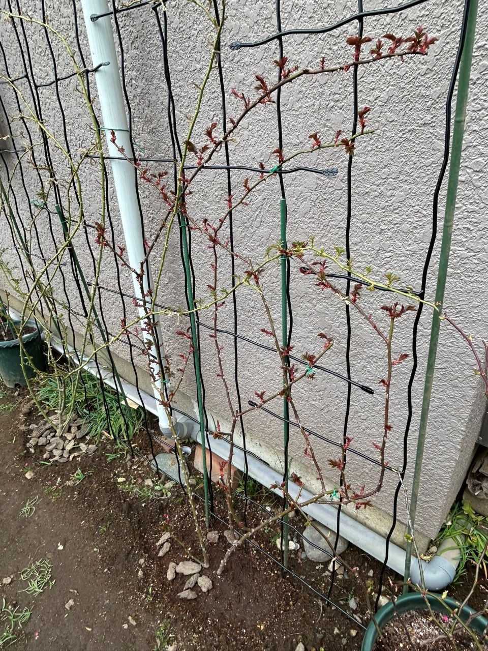 アンクル・ウォルター半長尺67週後