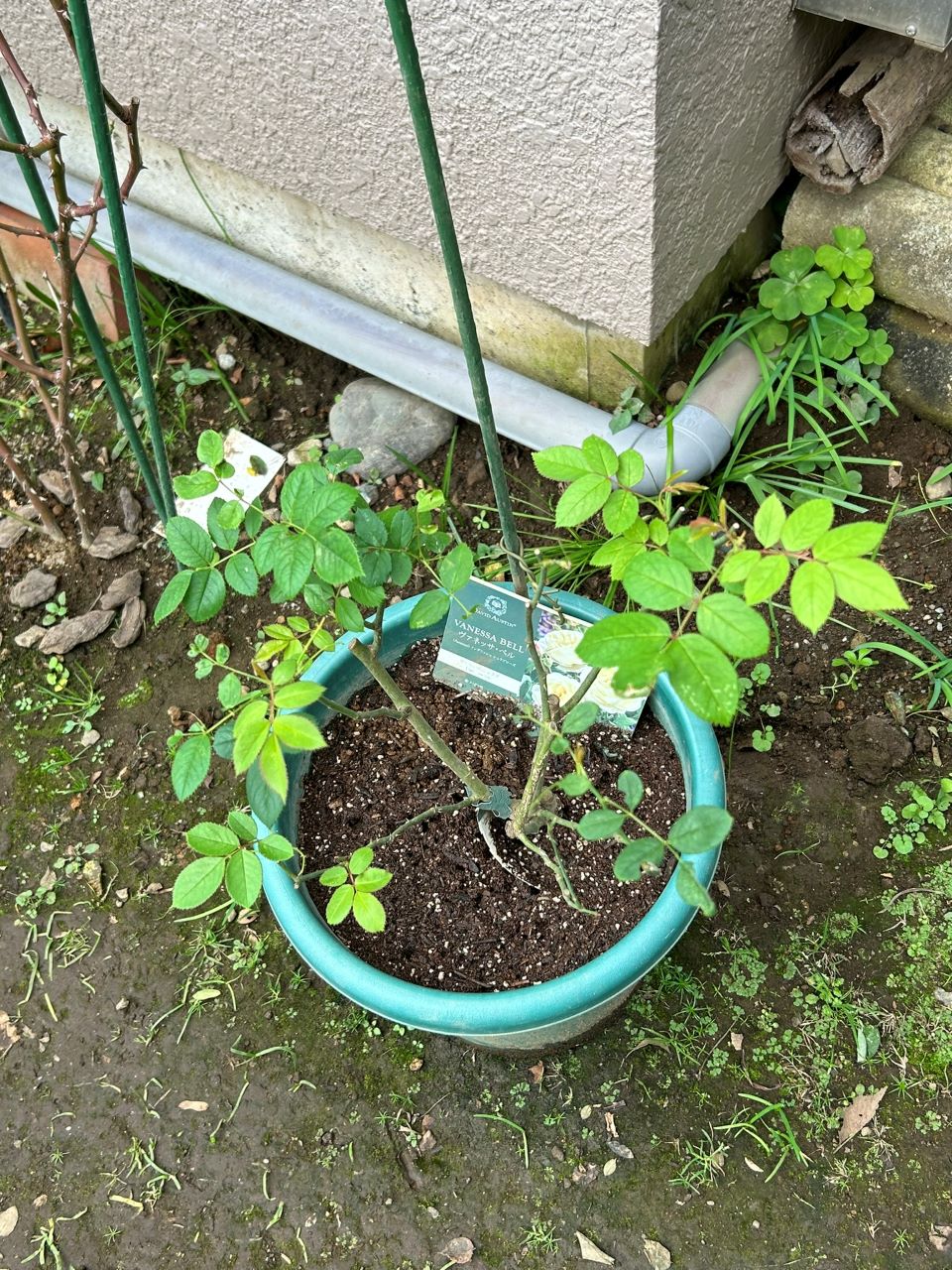 ヴァネッサベル開花苗の34週後