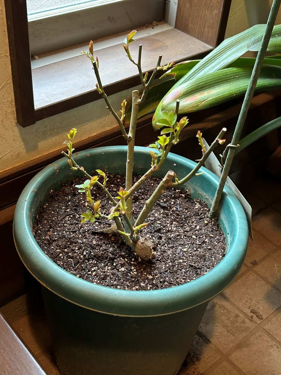 ヴァネッサベル開花苗の48週後