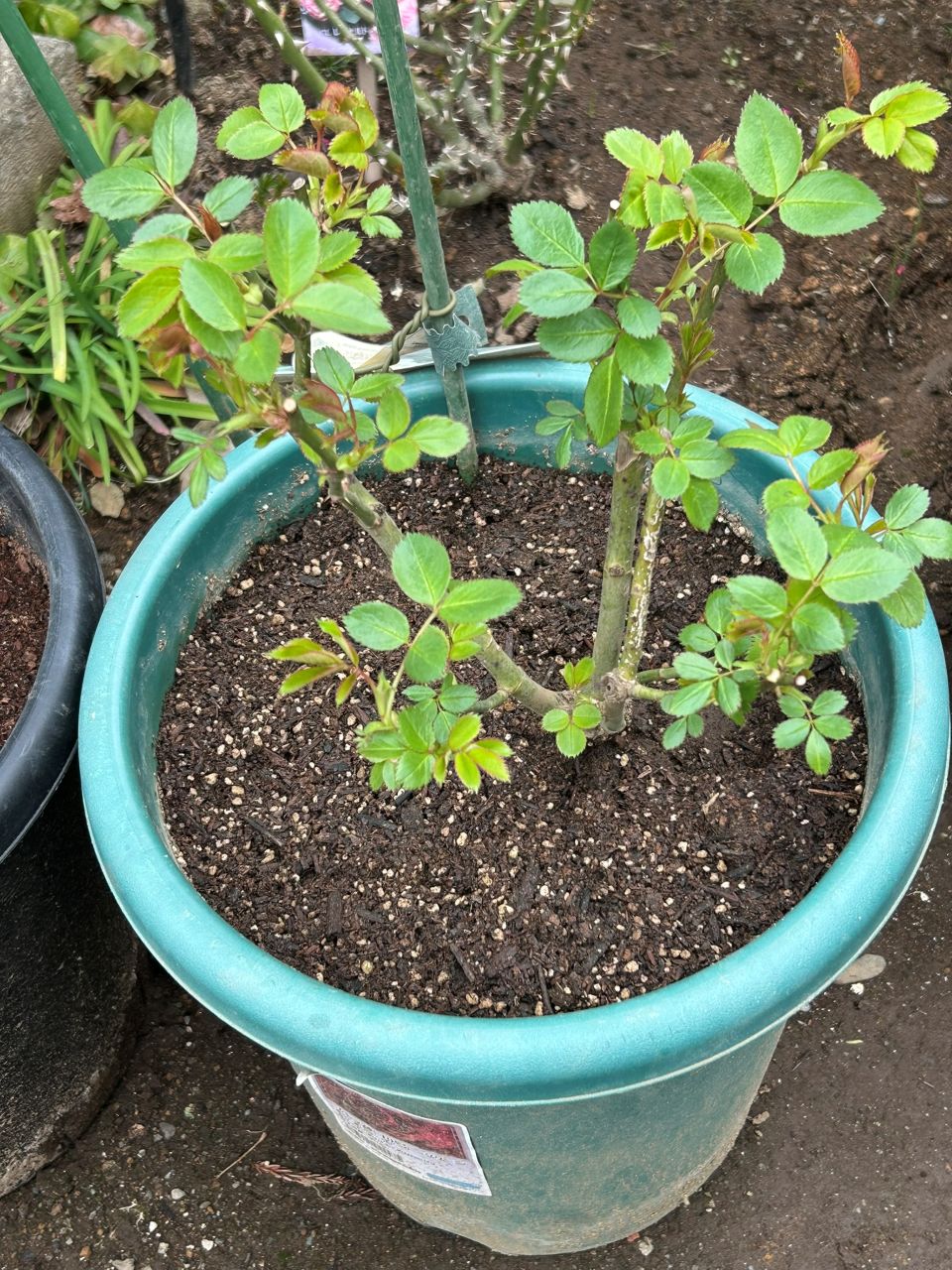 ヴァネッサベル開花苗の50週後