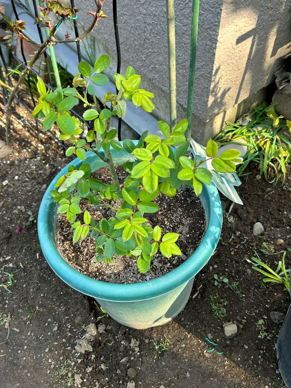 ヴァネッサベル開花苗の51週後