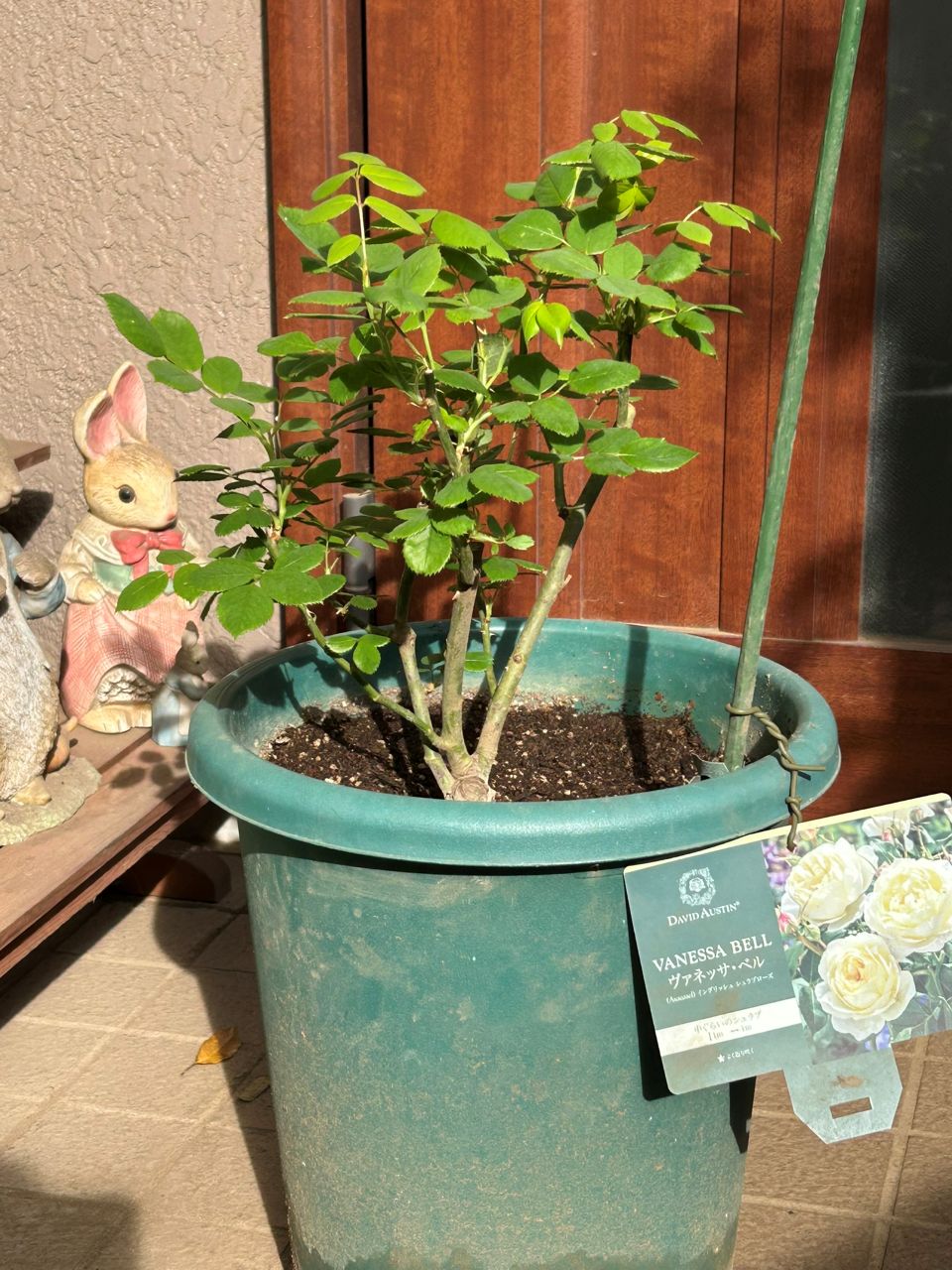 ヴァネッサベル開花苗の52週後