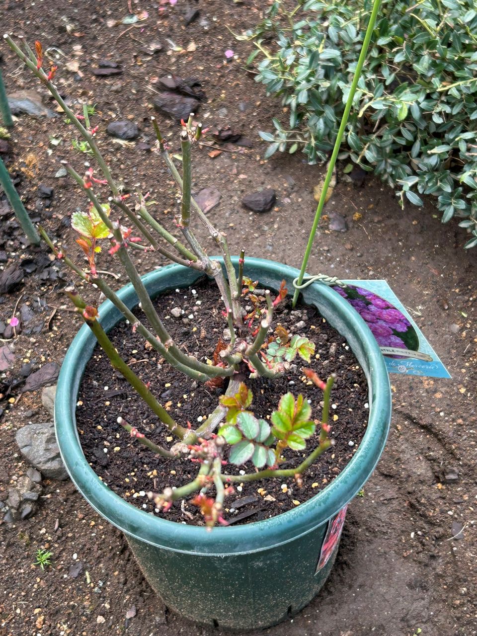 ヴィル・ナタール開花苗の45週後