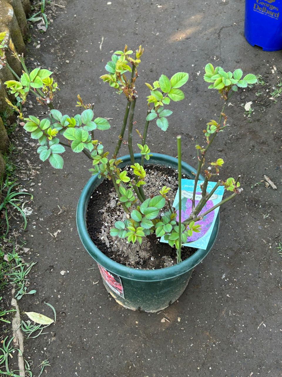 ヴィル・ナタール開花苗の46週後