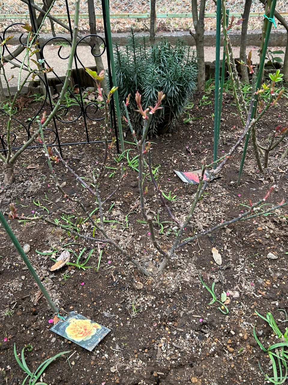 イエロー・ブラスバンド開花苗78週後