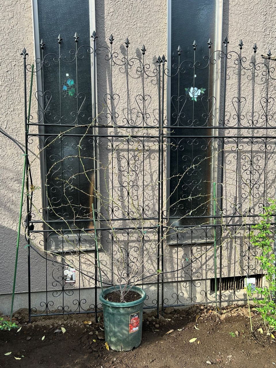 アルベリックバルビエ長尺苗の7週後